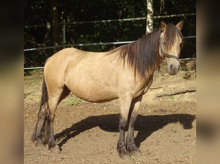 Paso Fino Mix Stute 4 Jahre 120 cm Buckskin in Arnbruck