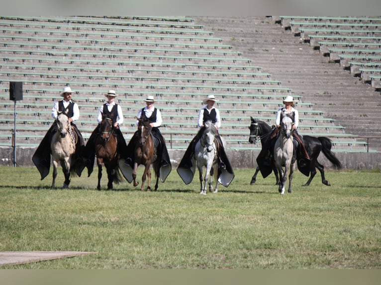 Paso Fino Stute 5 Jahre 142 cm in Aletshausen