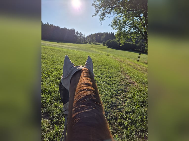 Paso Fino Stute 5 Jahre 142 cm in Aletshausen