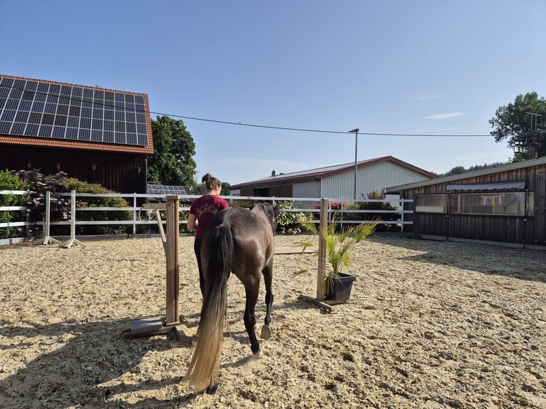 Paso Fino Stute 5 Jahre 142 cm in Aletshausen