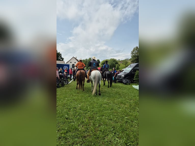 Paso Fino Stute 5 Jahre 142 cm in Aletshausen