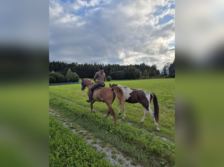 Paso Fino Stute 5 Jahre 142 cm in Aletshausen