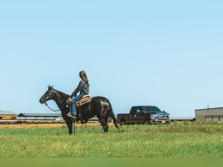 Paso Fino Stute 6 Jahre 141 cm Rappe in Wichita Falls