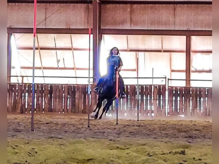 Paso Fino Stute 6 Jahre 141 cm Rappe in Wichita Falls