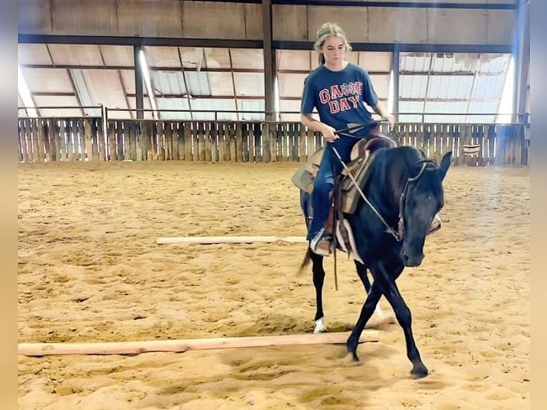 Paso Fino Stute 6 Jahre 141 cm Rappe in Wichita Falls
