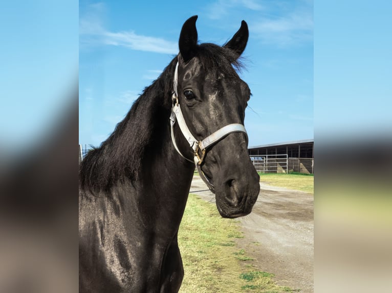 Paso Fino Stute 6 Jahre 141 cm Rappe in Wichita Falls