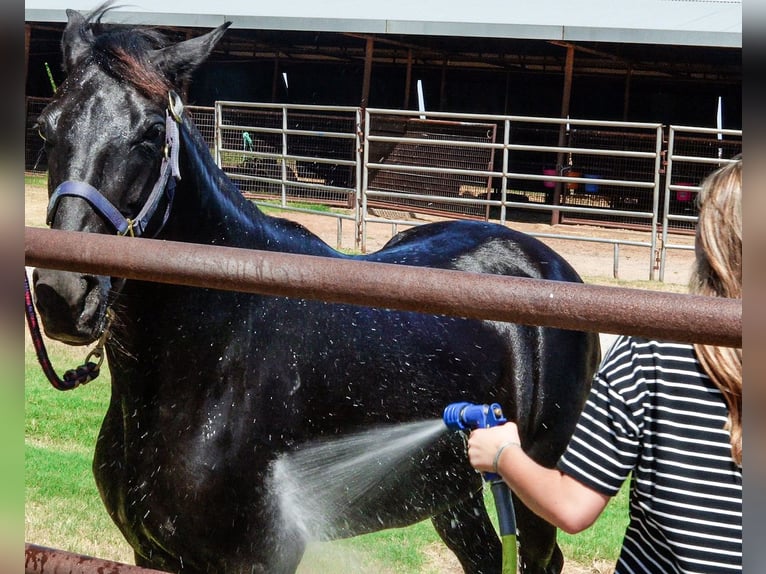 Paso Fino Stute 6 Jahre 141 cm Rappe in Wichita Falls