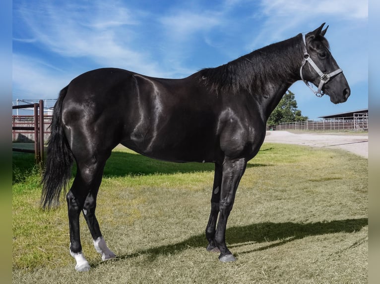 Paso Fino Stute 6 Jahre 141 cm Rappe in Wichita Falls