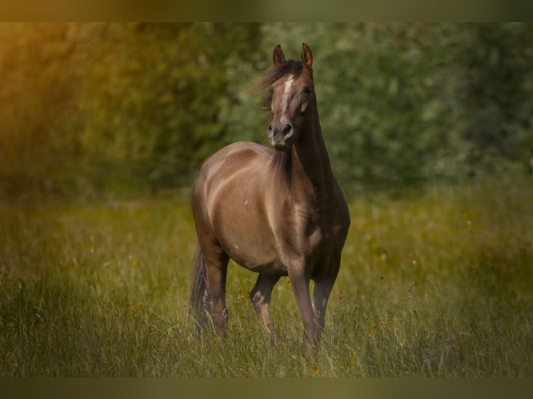 Paso Fino Stute 6 Jahre 142 cm Dunkelfuchs in Aletshausen