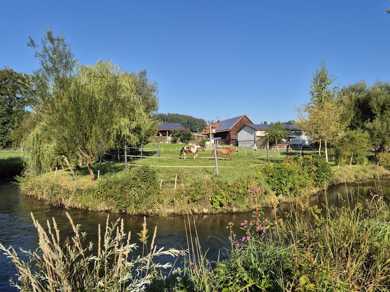 Paso Fino Stute 6 Jahre 142 cm in Aletshausen