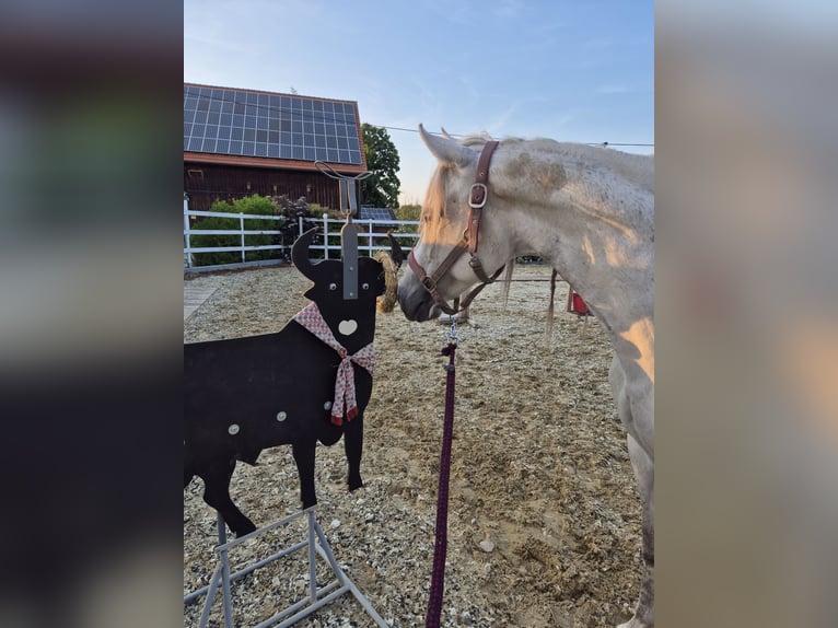 Paso Fino Stute 6 Jahre 142 cm in Aletshausen