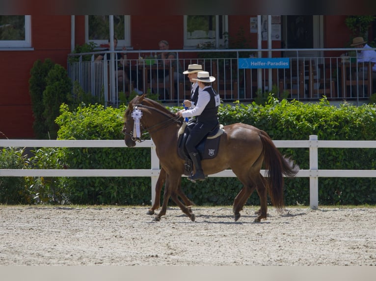 Paso Fino Stute 6 Jahre 142 cm in Aletshausen