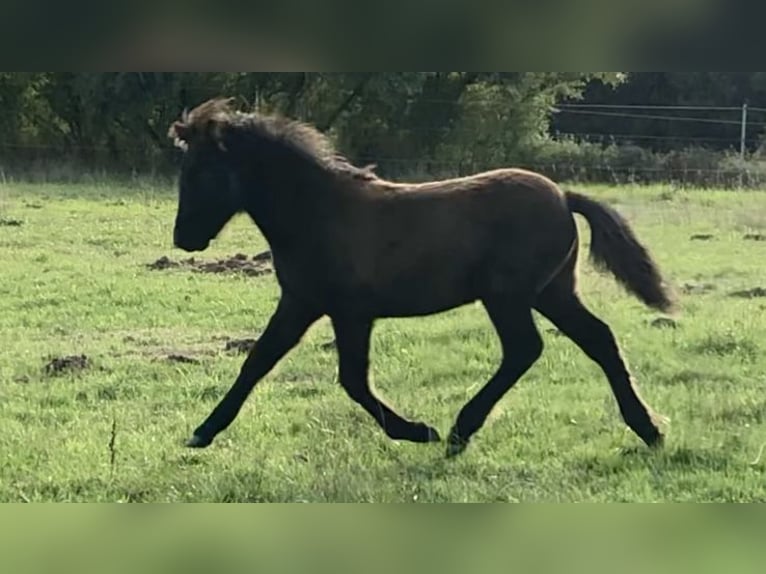 Paso Fino Stute Fohlen (01/2026) 144 cm Rabicano in Schmelz