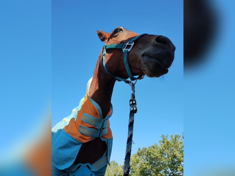 Paso Fino Blandning Valack 17 år 152 cm Brun in Ogden