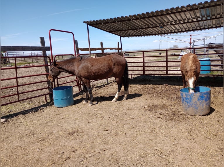 Paso Fino Blandning Valack 17 år 152 cm Brun in Ogden