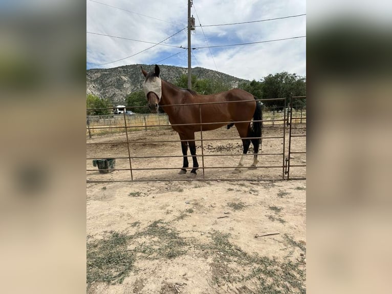 Paso Fino Blandning Valack 17 år 152 cm Brun in Ogden