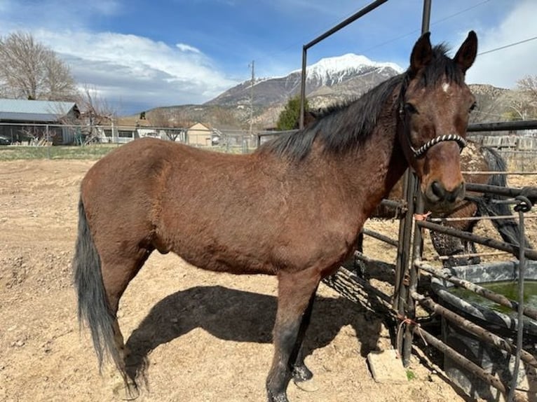 Paso Fino Blandning Valack 17 år 152 cm Brun in Ogden