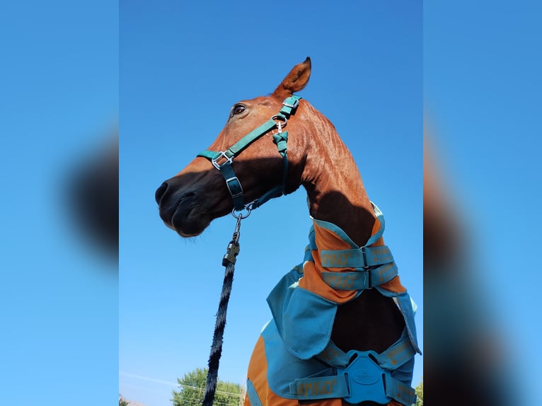 Paso Fino Blandning Valack 17 år 152 cm Brun in Ogden