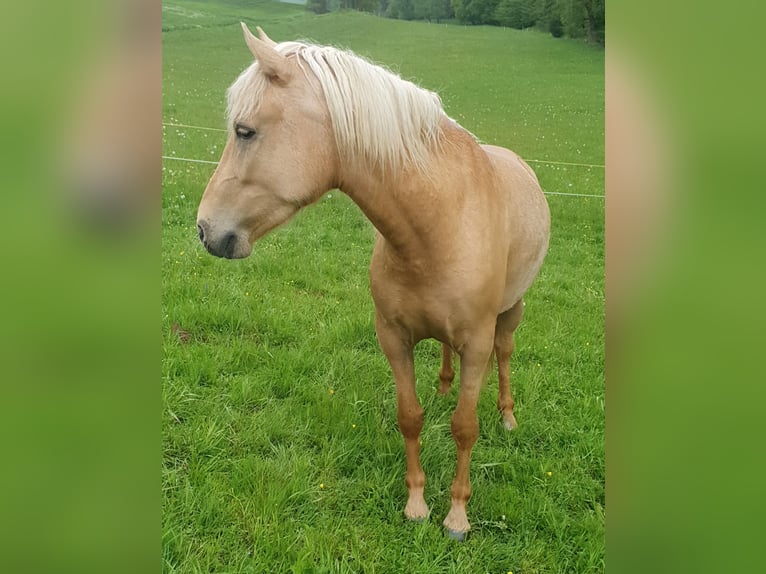 Paso Fino Blandning Valack 3 år 144 cm Palomino in Waldeck