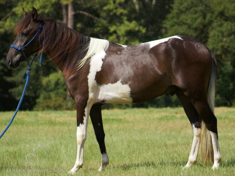 Paso Fino Valack 4 år 142 cm Tobiano-skäck-alla-färger in Poplarville, MS