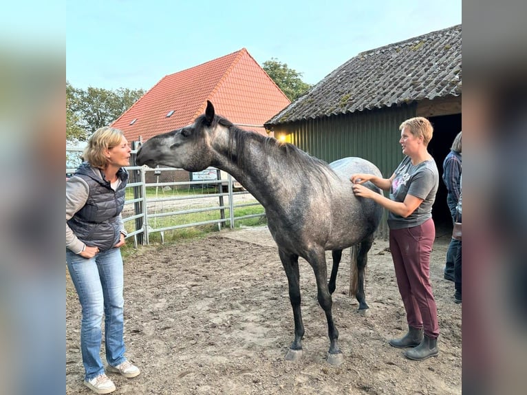 Paso Fino Valack 4 år 143 cm Grå in Orvelte