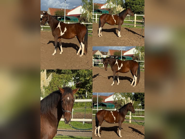 Paso Fino Wałach 1 Rok 150 cm Srokata in Wiesentheid