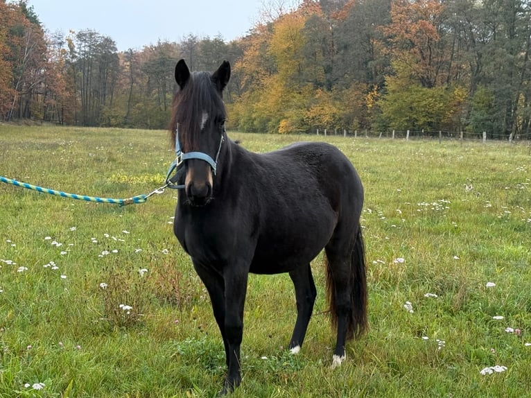 Paso Fino Wałach 2 lat 143 cm Kara in Wiesentheid