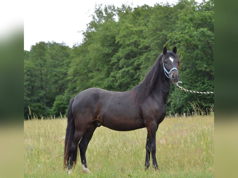 Paso Fino Wałach 2 lat 145 cm Kara in Wiesentheid