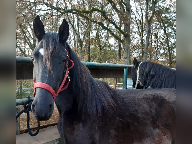 Paso Fino Wałach 4 lat Kara in Morsbach