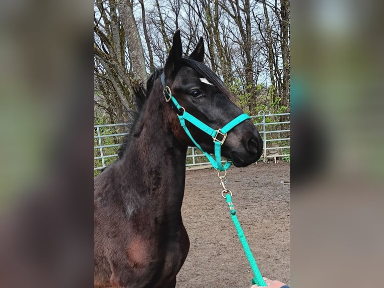 Paso Fino Wałach 4 lat Kara in Morsbach