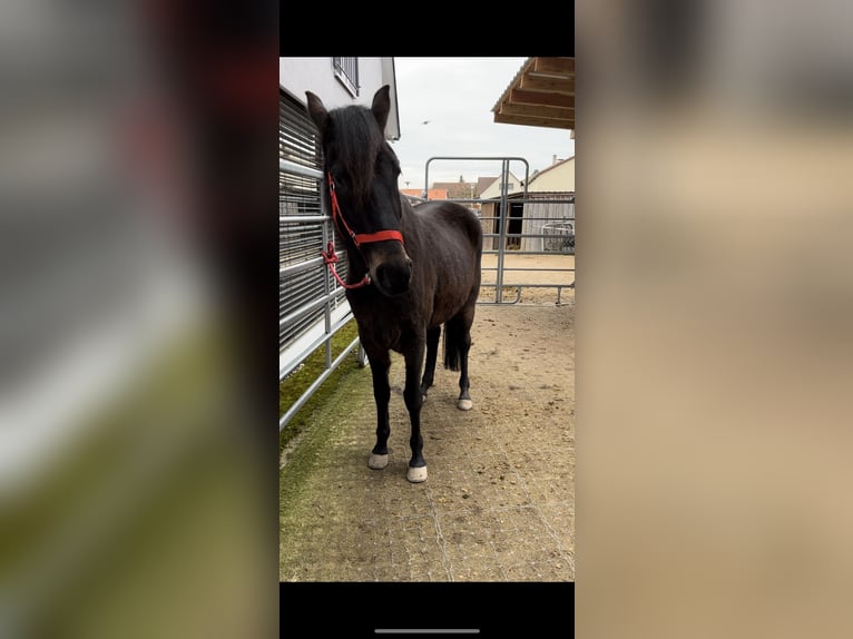 Paso Fino Wałach 5 lat 149 cm Gniada in Sugenheim