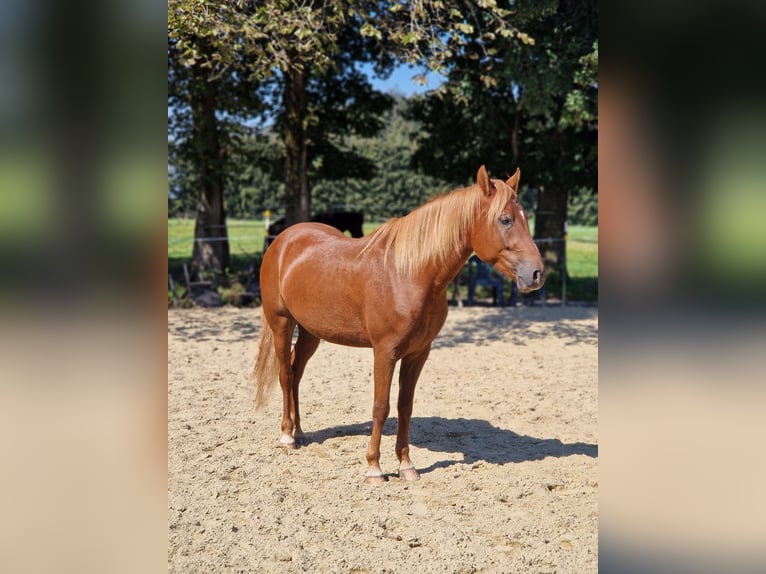 Paso Fino Wałach 7 lat 142 cm Kasztanowata in Grabenstätt