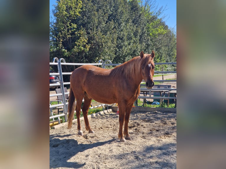 Paso Fino Wałach 7 lat 142 cm Kasztanowata in Grabenstätt