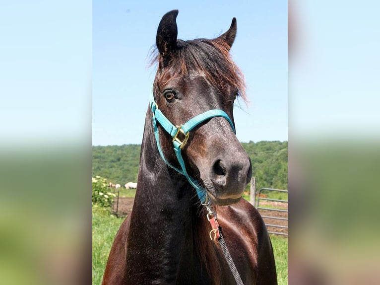 Paso Fino Wałach 7 lat 163 cm Kara in Hartford