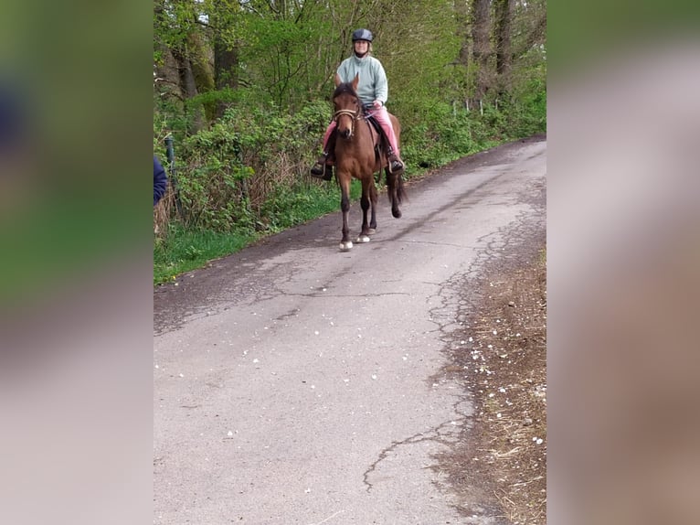 Paso Fino Wałach 8 lat 148 cm Bułana in Contrazy