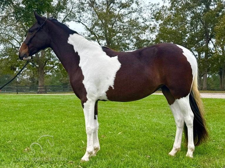 Paso Fino Wałach 3 lat 142 cm Tobiano wszelkich maści in Poplarville,MS