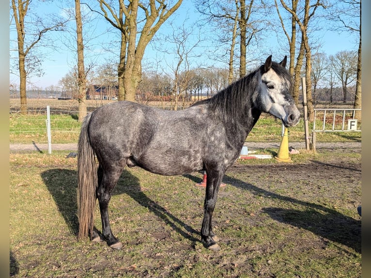 Paso Fino Wałach 5 lat 142 cm Siwa in Orvelte