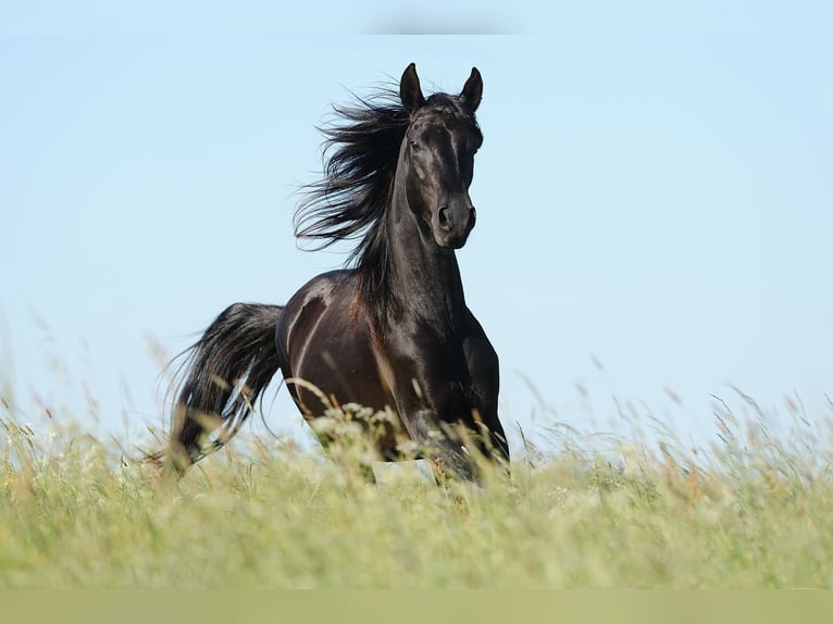 Paso Fino Wallach 12 Jahre 149 cm Rappe in Morsbach