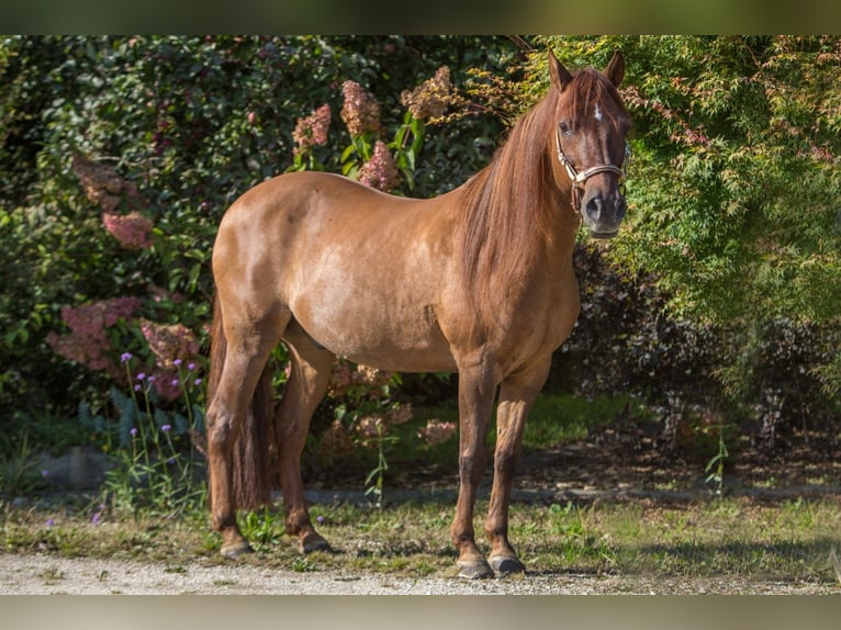 Paso Fino Wallach 16 Jahre 141 cm Fuchs in Aletshausen