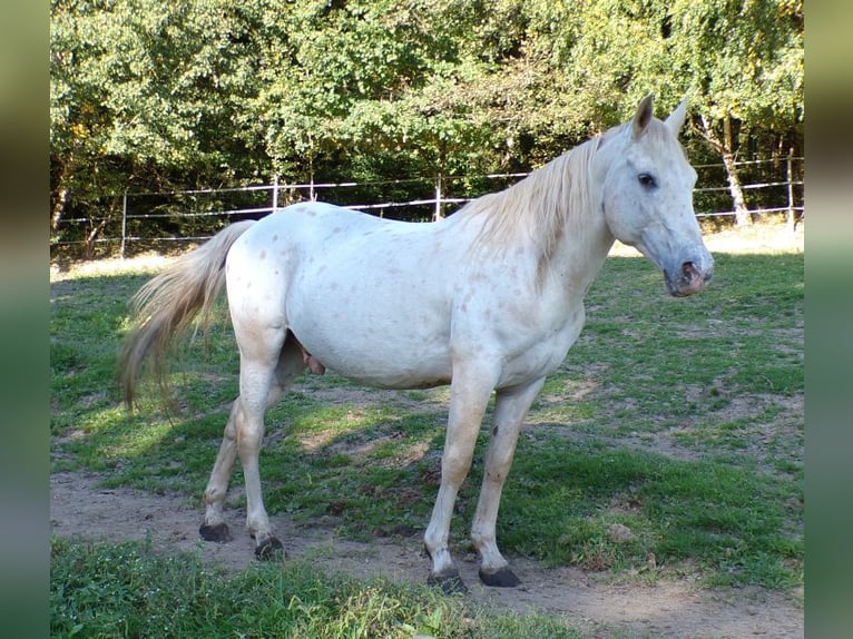 Paso Fino Wallach 19 Jahre 142 cm Tigerschecke in Arnbruck