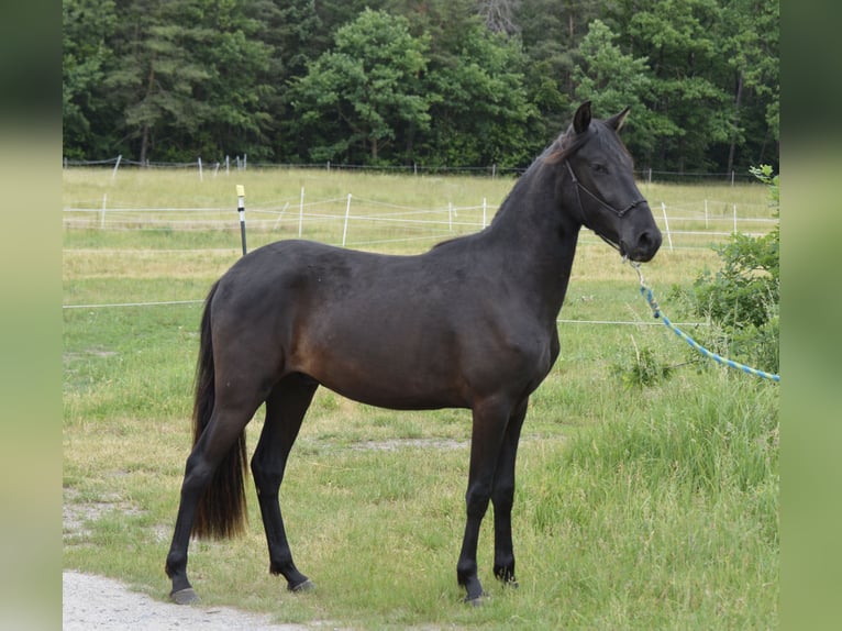 Paso Fino Wallach 2 Jahre 143 cm Brauner in Wiesentheid