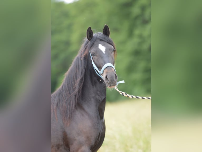 Paso Fino Wallach 2 Jahre 145 cm Rappe in Wiesentheid