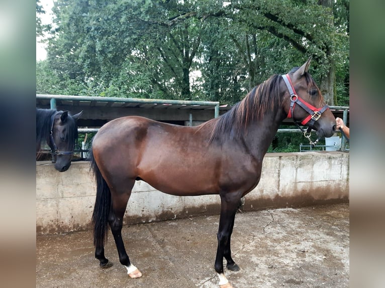 Paso Fino Wallach 2 Jahre Falbe in Morsbach