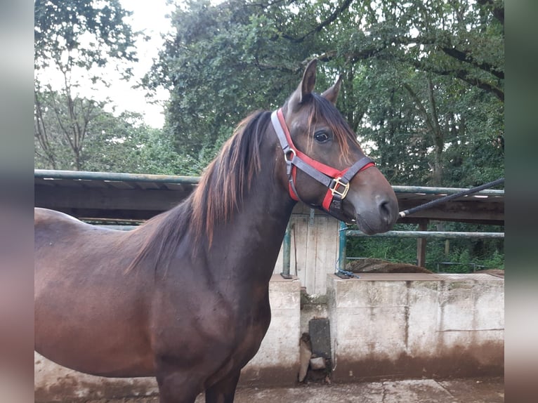 Paso Fino Wallach 2 Jahre Falbe in Morsbach