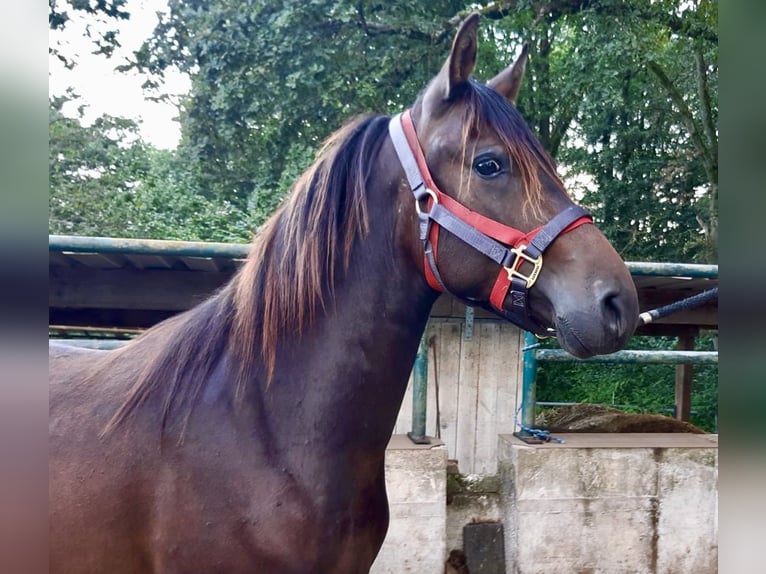 Paso Fino Wallach 2 Jahre Falbe in Morsbach