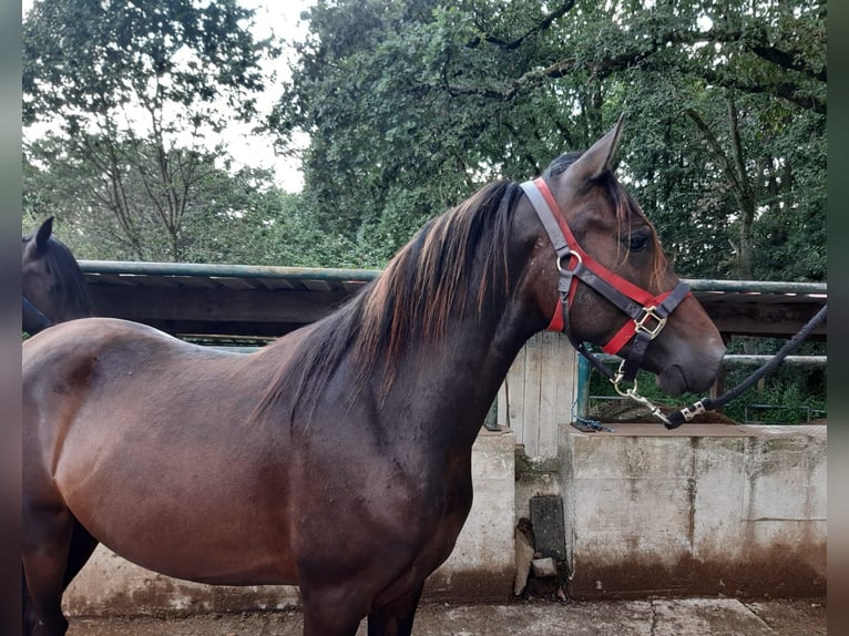 Paso Fino Wallach 2 Jahre Falbe in Morsbach
