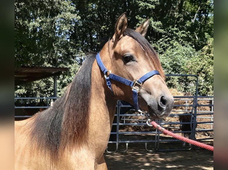 Paso Fino Wallach 2 Jahre Falbe in Morsbach