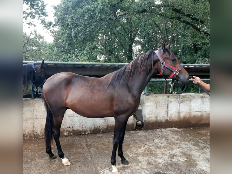 Paso Fino Wallach 2 Jahre Falbe in Morsbach