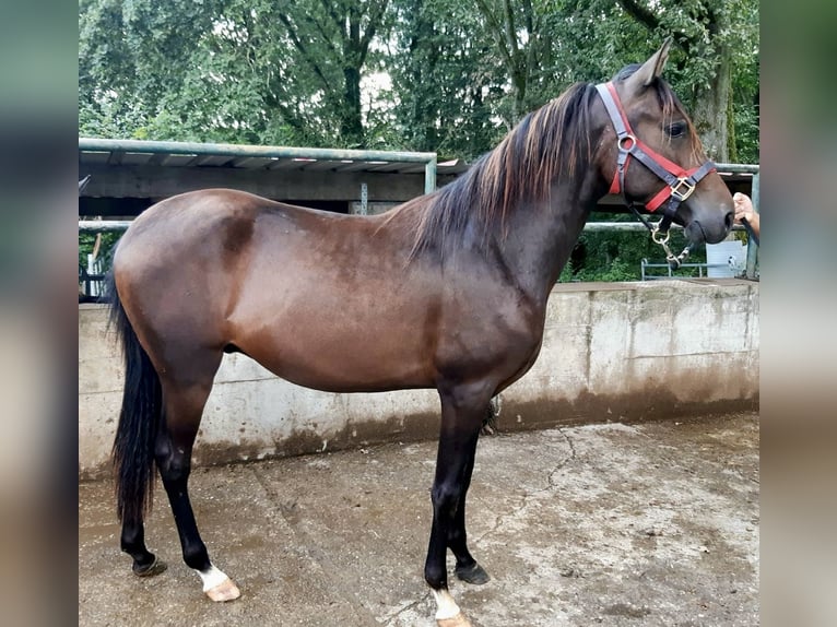 Paso Fino Wallach 2 Jahre Falbe in Morsbach