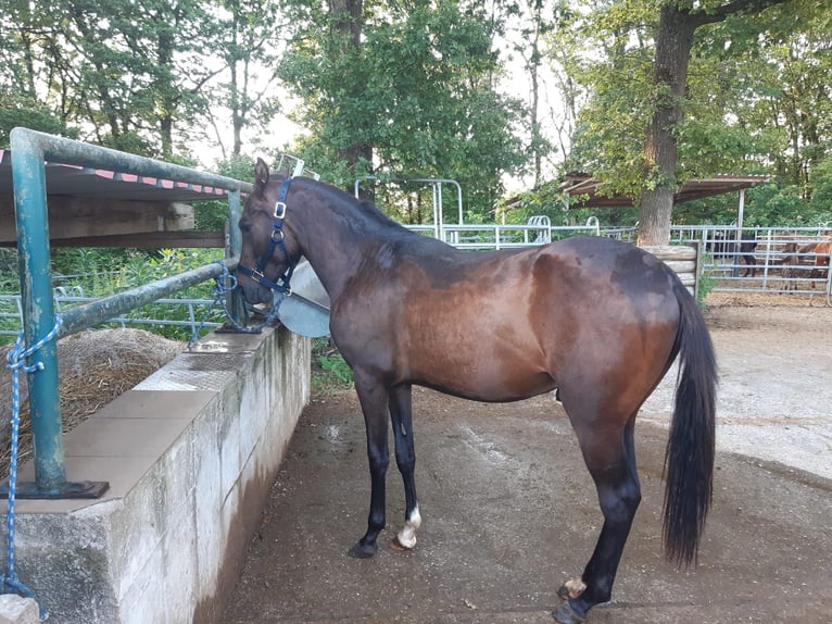 Paso Fino Mix Wallach 2 Jahre Falbe in Morsbach